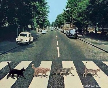 153 Beatles-Inspired Cat Names: A Melodic Naming Guide