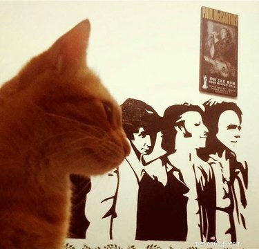 153 Beatles-Inspired Cat Names: A Melodic Naming Guide