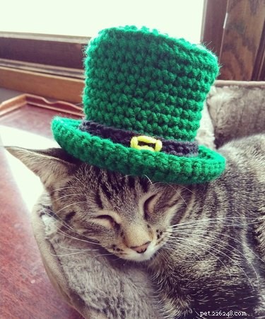 230 Authentic Irish Cat Names to Add Charm to Your Feline