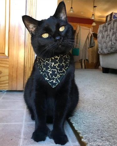 230 Authentic Irish Cat Names to Add Charm to Your Feline