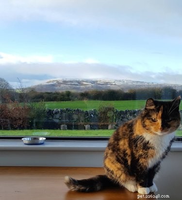 230 Authentic Irish Cat Names to Add Charm to Your Feline