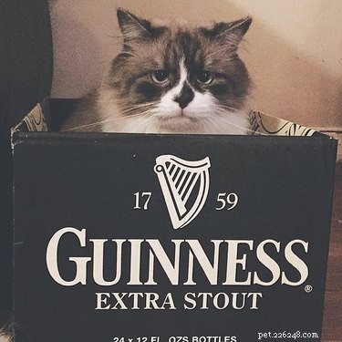 230 Authentic Irish Cat Names to Add Charm to Your Feline