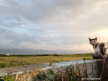230 Authentic Irish Cat Names to Add Charm to Your Feline