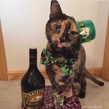 230 Authentic Irish Cat Names to Add Charm to Your Feline