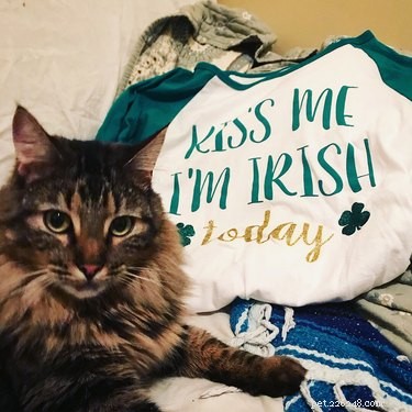 230 Authentic Irish Cat Names to Add Charm to Your Feline