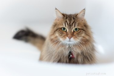 104 Longhaired Cat Names – Inspired by Hairstyles & Pop Culture Icons