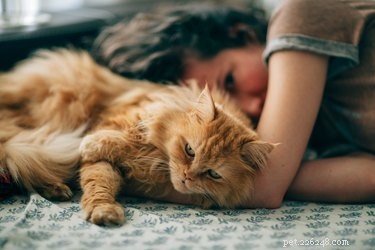 104 Longhaired Cat Names – Inspired by Hairstyles & Pop Culture Icons