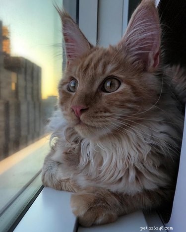 202 Royal & Classic British Cat Names for Your Furry Friend