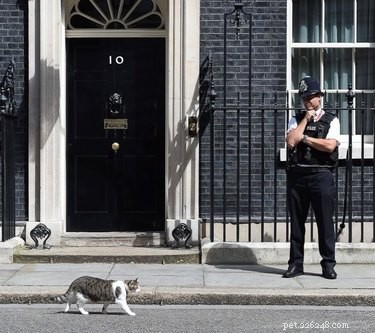 202 Royal & Classic British Cat Names for Your Furry Friend