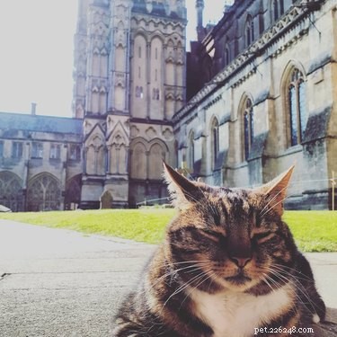 202 Royal & Classic British Cat Names for Your Furry Friend
