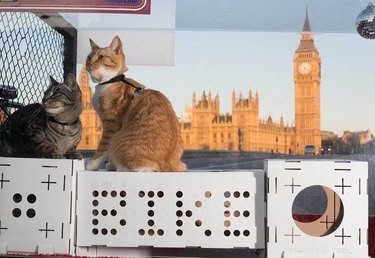 202 Royal & Classic British Cat Names for Your Furry Friend