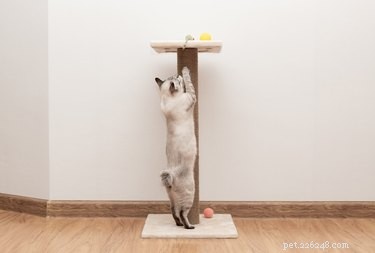 Top Cat Scratchers of 2022: Protect Your Furniture & Keep Your Cat Happy