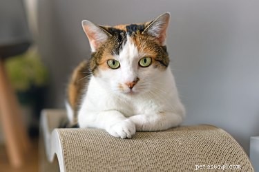 Top Cat Scratchers of 2022: Protect Your Furniture & Keep Your Cat Happy