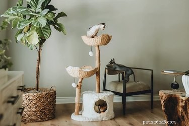 Top Cat Scratchers of 2022: Protect Your Furniture & Keep Your Cat Happy