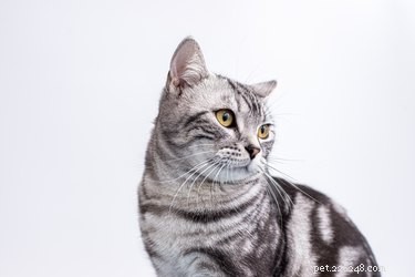 Unveiling the Exceptional Hearing of Cats
