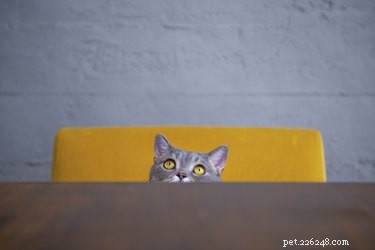 Unveiling the Exceptional Hearing of Cats