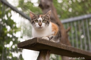 Top Outdoor Cat Enclosures: Safe, Comfortable, and Stylish