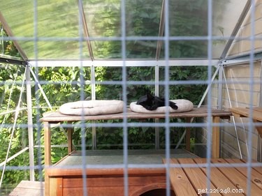Top Outdoor Cat Enclosures: Safe, Comfortable, and Stylish