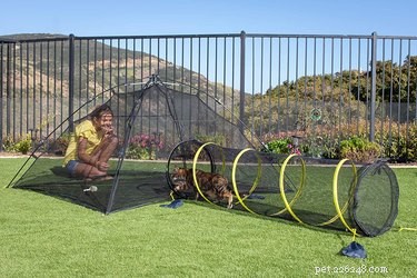 Top Outdoor Cat Enclosures: Safe, Comfortable, and Stylish