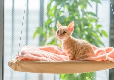 Top Cat Window Perches: Comfort & View for Your Feline Friend