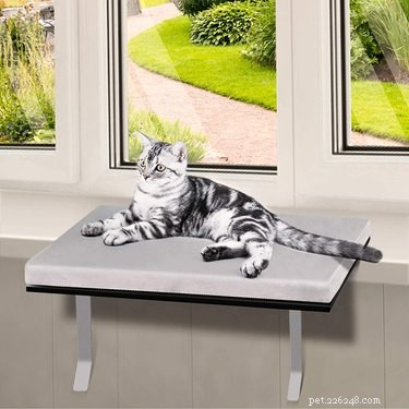Top Cat Window Perches: Comfort & View for Your Feline Friend