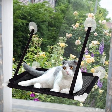 Top Cat Window Perches: Comfort & View for Your Feline Friend