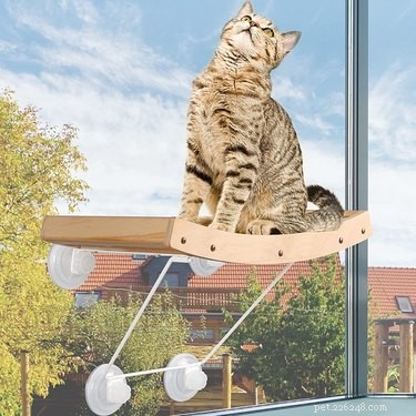 Top Cat Window Perches: Comfort & View for Your Feline Friend