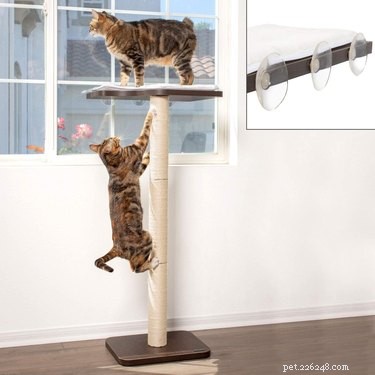 Top Cat Window Perches: Comfort & View for Your Feline Friend
