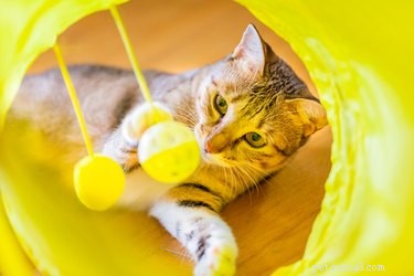 Top 2022 Picks: The Best Cat Tunnels for Play & Comfort