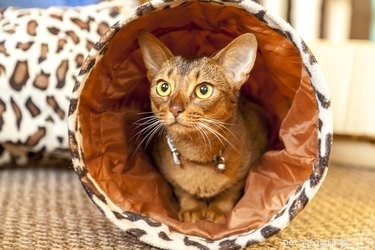 Top 2022 Picks: The Best Cat Tunnels for Play & Comfort