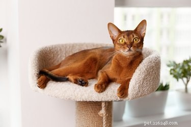 Top Cat Trees of 2022: Comfort, Play, and a Personal Space for Your Feline