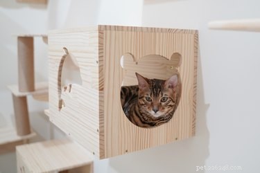 Top Cat Trees of 2022: Comfort, Play, and a Personal Space for Your Feline