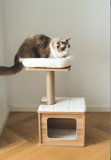 Top Cat Trees of 2022: Comfort, Play, and a Personal Space for Your Feline