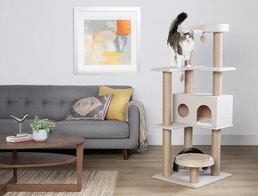 Top Cat Trees of 2022: Comfort, Play, and a Personal Space for Your Feline
