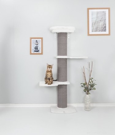 Top Cat Trees of 2022: Comfort, Play, and a Personal Space for Your Feline
