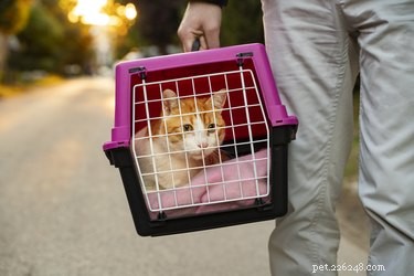 Top 2022 Cat Carriers: Comfort & Safety for Your Feline Companion