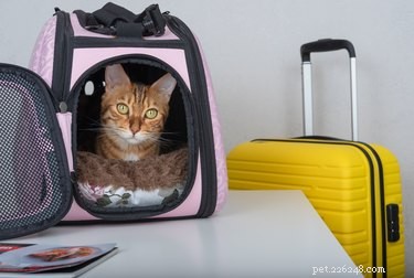 Top 2022 Cat Carriers: Comfort & Safety for Your Feline Companion