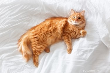 How to Spot Signs Your Cat Is Feeling Cold