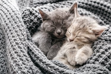 How to Spot Signs Your Cat Is Feeling Cold