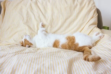 How to Spot Signs Your Cat Is Feeling Cold