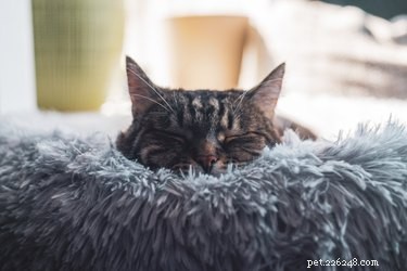 Top Cat Beds of 2022: Comfort, Style, and Durability for Your Feline Friend