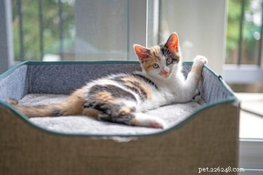 Top Cat Beds of 2022: Comfort, Style, and Durability for Your Feline Friend