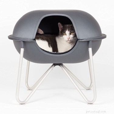 Top Cat Beds of 2022: Comfort, Style, and Durability for Your Feline Friend