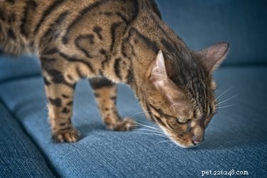 Boost Your Cat’s Happiness with Scent‑Based Play: Easy Enrichment Ideas
