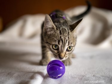 Boost Your Cat’s Happiness with Scent‑Based Play: Easy Enrichment Ideas