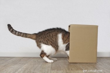 Boost Your Cat’s Happiness with Scent‑Based Play: Easy Enrichment Ideas