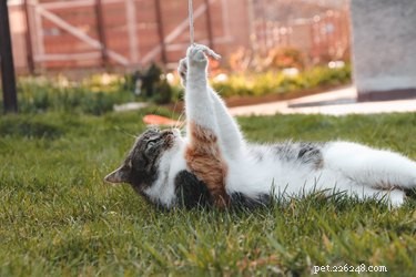 Why Cats Are Drawn to Strings: The Science Behind Their Playful Obsession