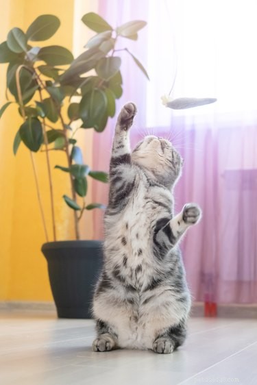 Why Cats Are Drawn to Strings: The Science Behind Their Playful Obsession