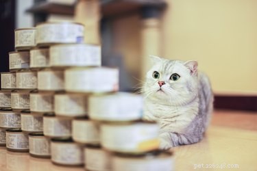 Can Humans Eat Pet Food? Expert Insights on Safety and Ingredients