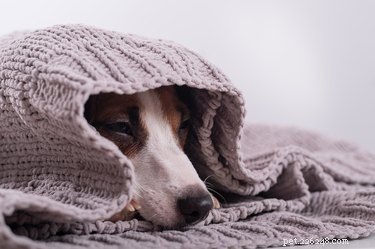 Safeguard Your Pets Near Heaters, Radiators, and Other Warmers: Expert Safety Tips